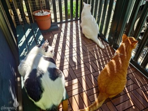 coco & fumi & Lin & Ryu