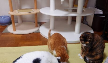 coco & fumi & Lin & Ryu