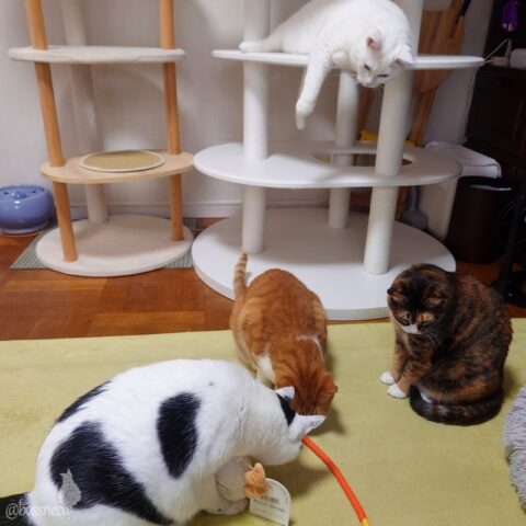 coco & fumi & Lin & Ryu