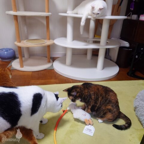 coco & fumi & Lin & Ryu