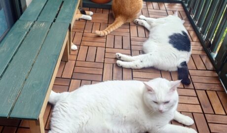 coco & fumi & Lin & Ryu