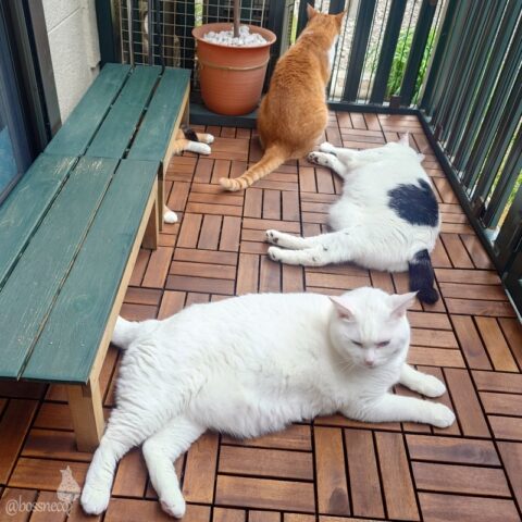 coco & fumi & Lin & Ryu