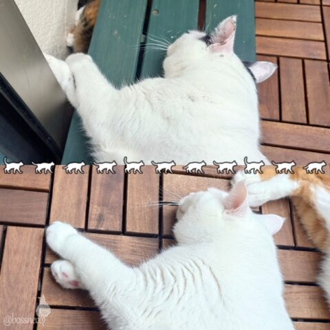 coco & fumi & Lin & Ryu