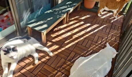 coco & fumi & Lin & Ryu