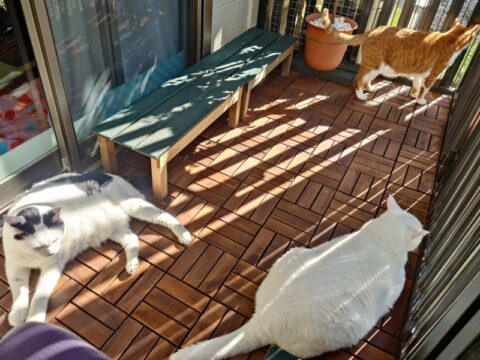 coco & fumi & Lin & Ryu