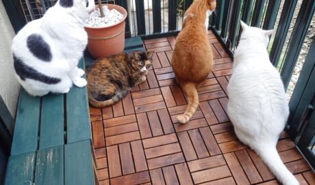 coco & fumi & Lin & Ryu