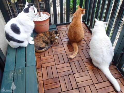 coco & fumi & Lin & Ryu