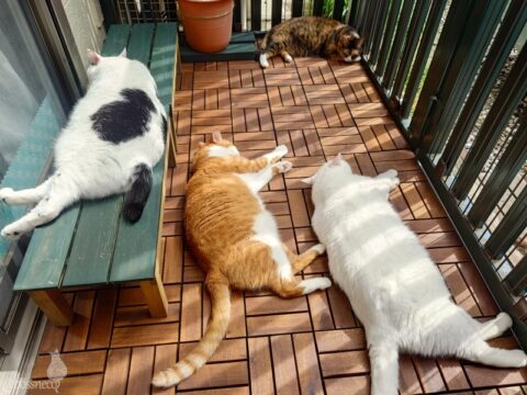 coco & fumi & Lin & Ryu