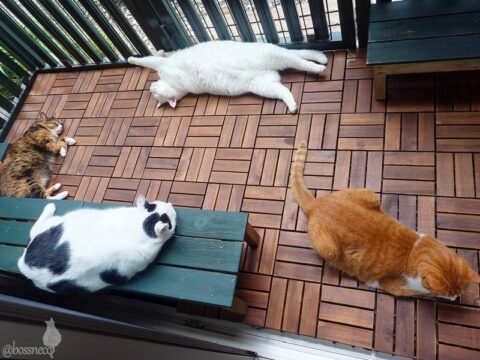 coco & fumi & Lin & Ryu