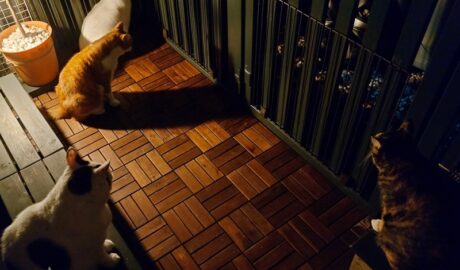 coco & fumi & Lin & Ryu