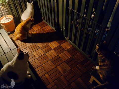 coco & fumi & Lin & Ryu