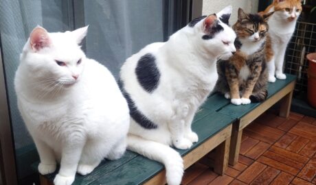 coco & fumi & Lin & Ryu