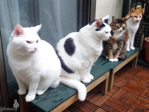 coco & fumi & Lin & Ryu