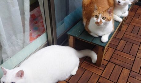 coco & fumi & Lin & Ryu