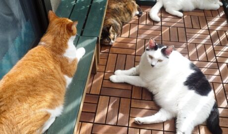 coco & fumi & Lin & Ryu