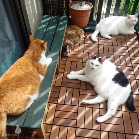 coco & fumi & Lin & Ryu