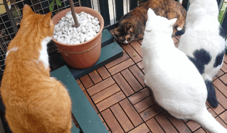 coco & fumi & Lin & Ryu