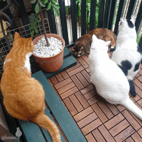 coco & fumi & Lin & Ryu