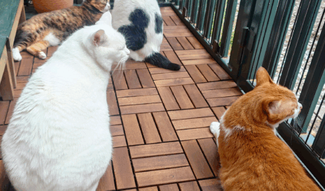 coco & fumi & Lin & Ryu