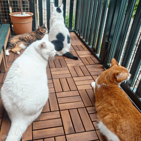 coco & fumi & Lin & Ryu