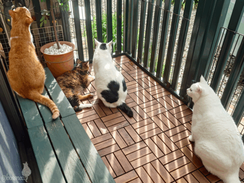 coco & fumi & Lin & Ryu