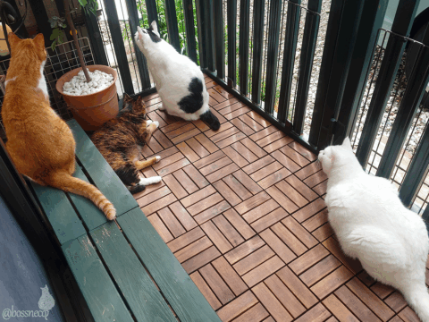 coco & fumi & Lin & Ryu