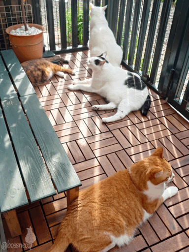 coco & fumi & Lin & Ryu