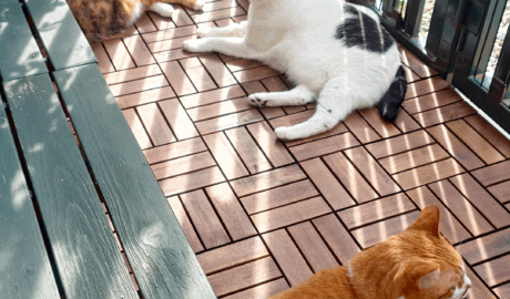 coco & fumi & Lin & Ryu