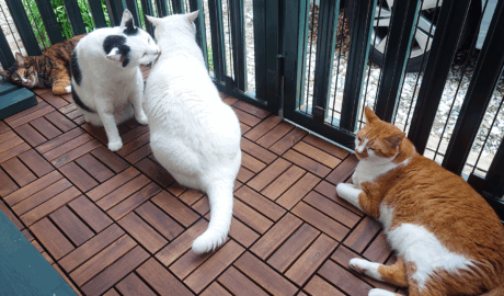 coco & fumi & Lin & Ryu