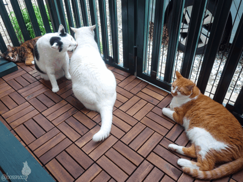 coco & fumi & Lin & Ryu