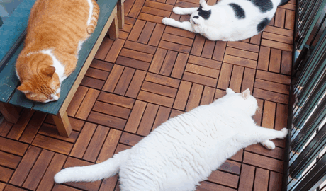 coco & fumi & Lin & Ryu