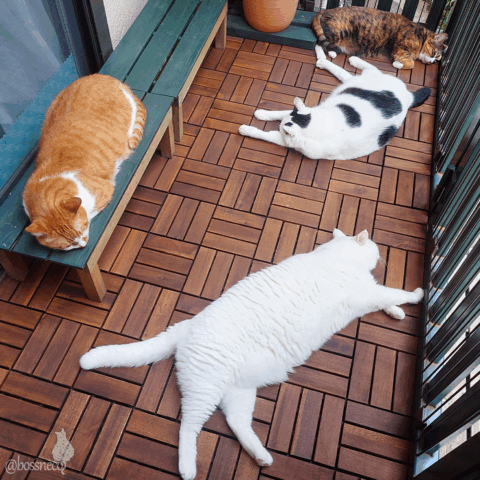 coco & fumi & Lin & Ryu