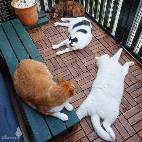 coco & fumi & Lin & Ryu