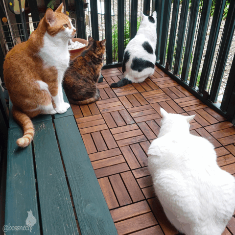 coco & fumi & Lin & Ryu