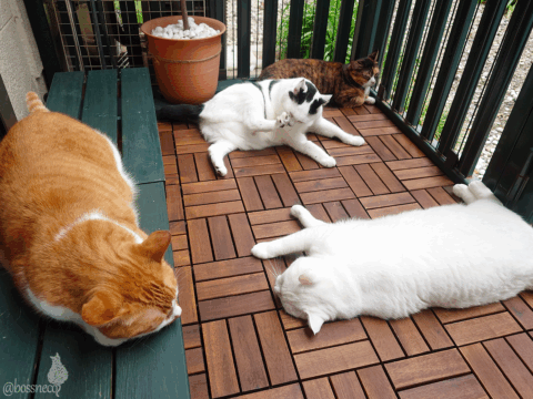 coco & fumi & Lin & Ryu