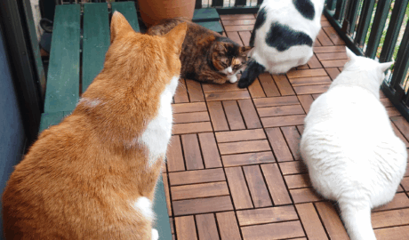 coco & fumi & Lin & Ryu