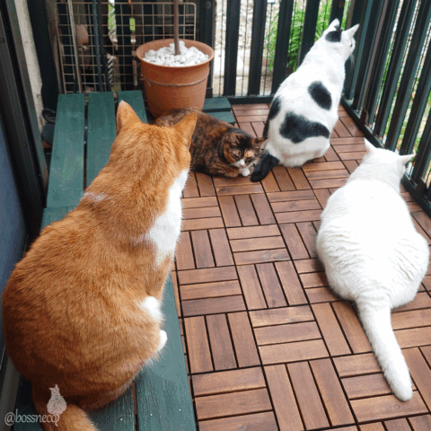 coco & fumi & Lin & Ryu