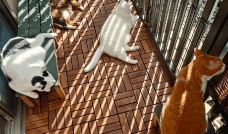 coco & fumi & Lin & Ryu