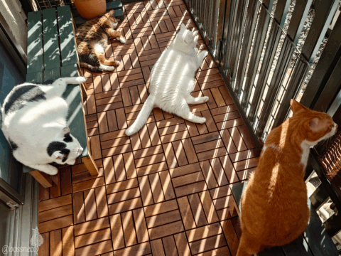 coco & fumi & Lin & Ryu