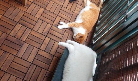 coco & fumi & Lin & Ryu