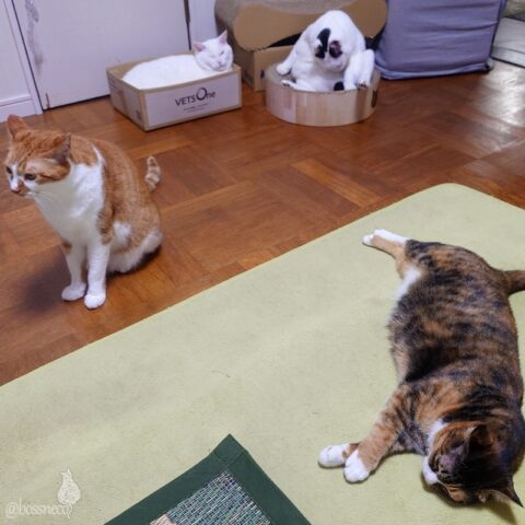 coco & fumi & Lin & Ryu