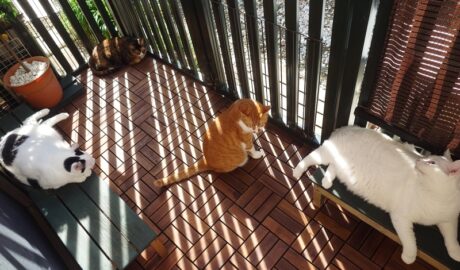 coco & fumi & Lin & Ryu