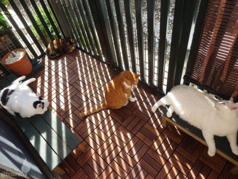 coco & fumi & Lin & Ryu