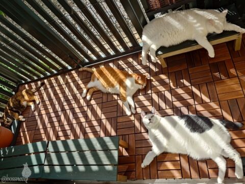 coco & fumi & Lin & Ryu