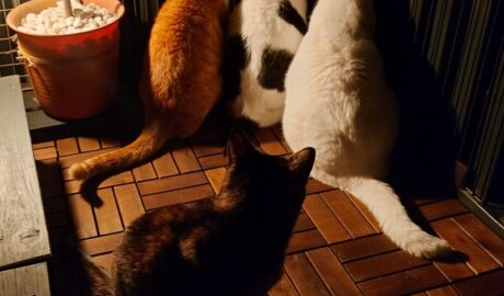 coco & fumi & Lin & Ryu