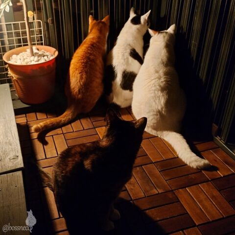 coco & fumi & Lin & Ryu