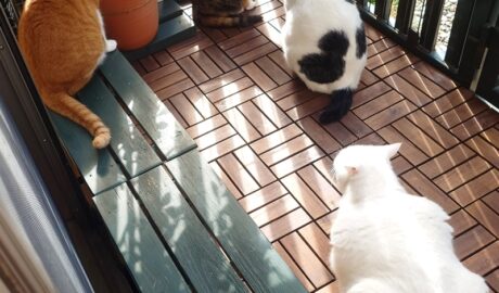 coco & fumi & Lin & Ryu