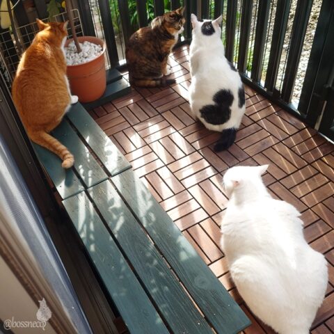 coco & fumi & Lin & Ryu