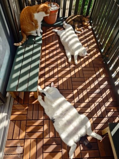 coco & fumi & Lin & Ryu