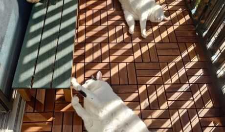 coco & fumi & Lin & Ryu